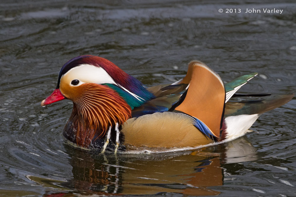 mandarin_male_1000_0065.jpg