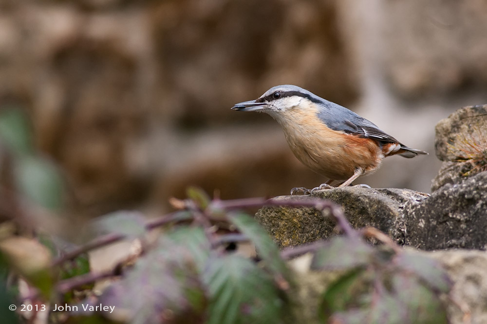 nuthatch_1000_26182.jpg