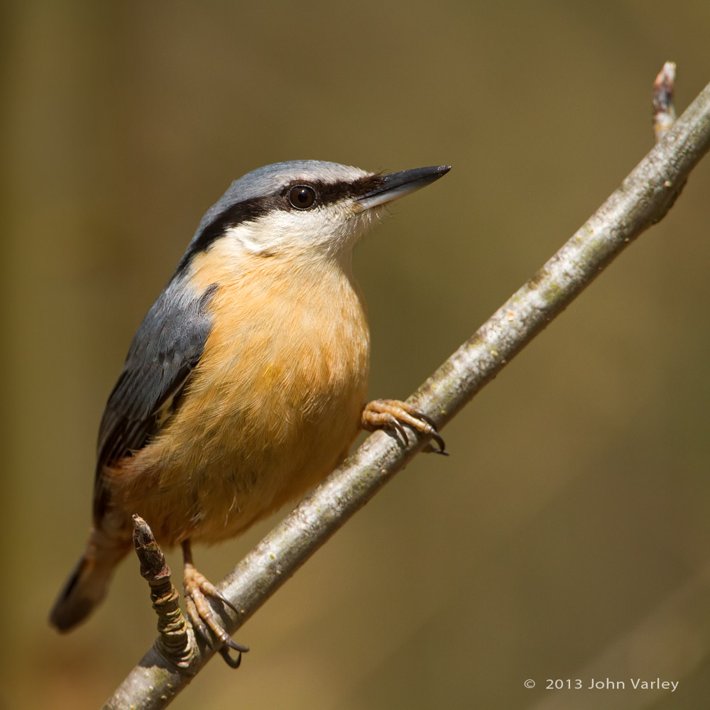 nuthatch_100_0376.jpg