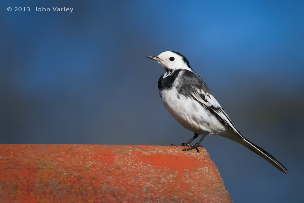 pied_wagtail_1000_9752.jpg