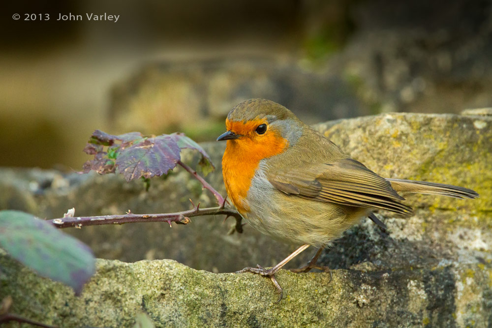 robin_1000_9774.jpg