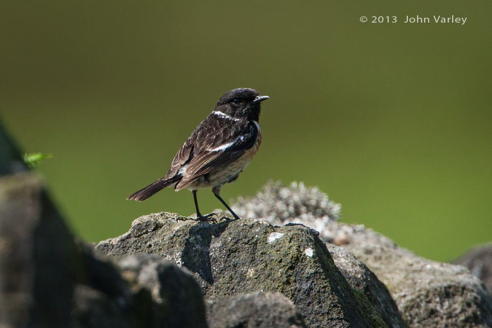 stonechat_1000_9009.jpg