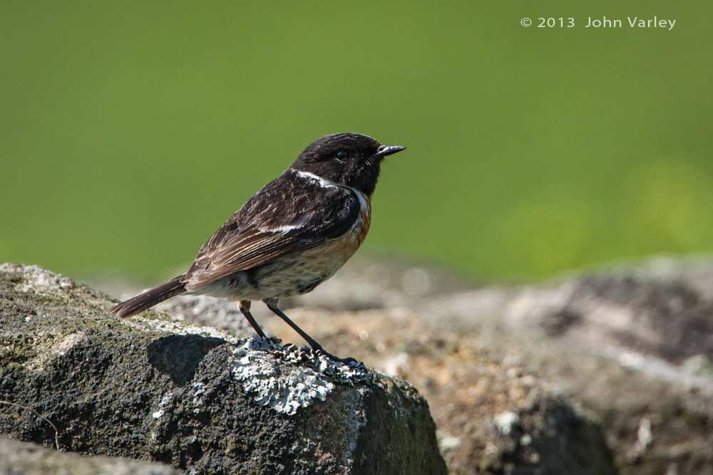 stonechat_1000_9017.jpg