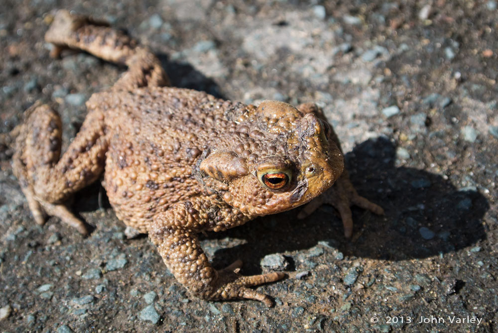 toad_1000_2566.jpg