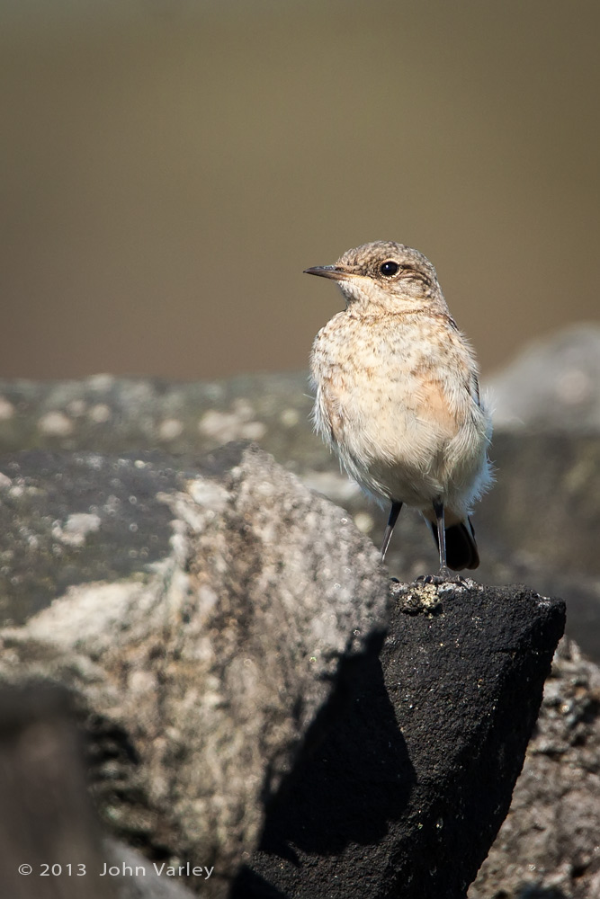 wheatear_juvenile_1000_8950.jpg