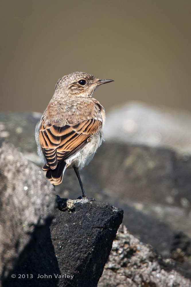 wheatear_juvenile_1000_8956.jpg