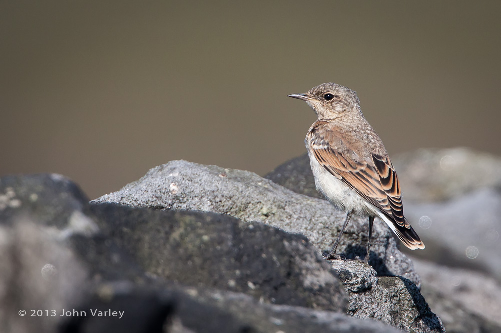 wheatear_juvenile_1000_8958.jpg