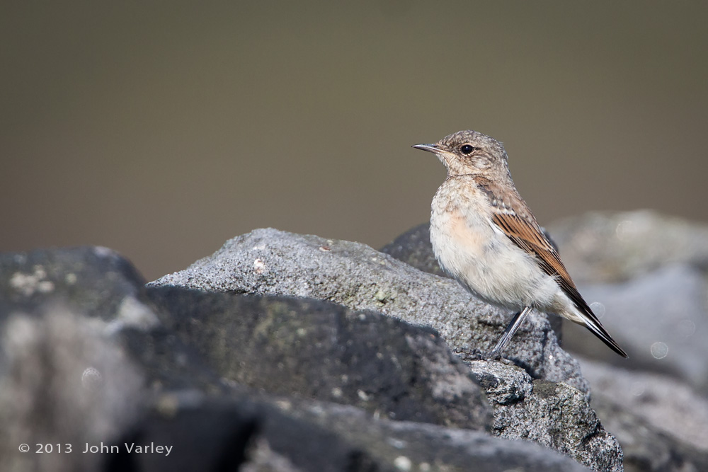 wheatear_juvenile_1000_8960.jpg