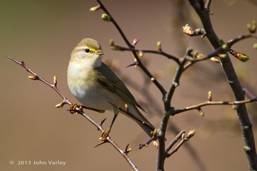 willow_warbler_1000_0455.jpg