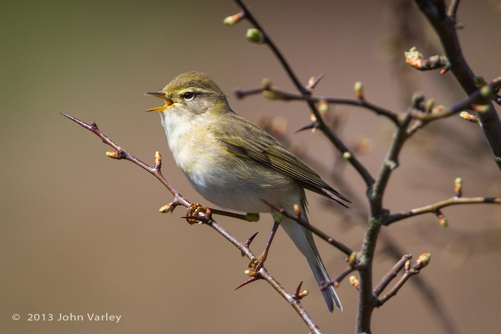 willow_warbler_1000_0462.jpg