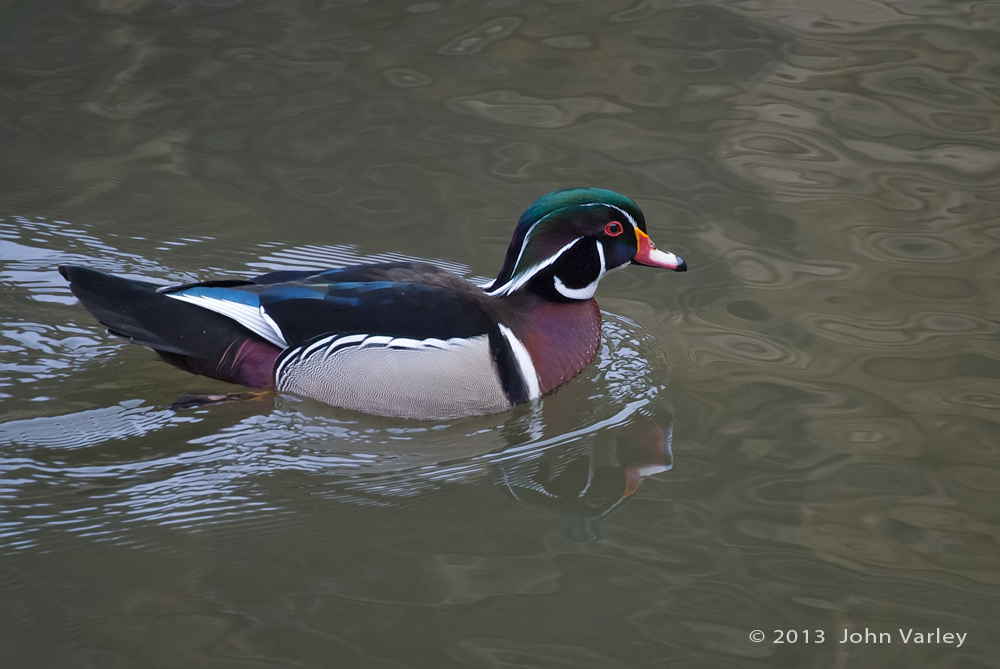 wood_duck_1000_2377.jpg