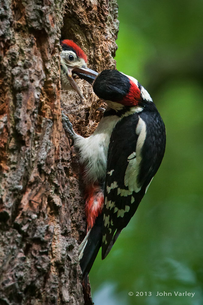 woodpecker_feeding_young_1000_8749.jpg