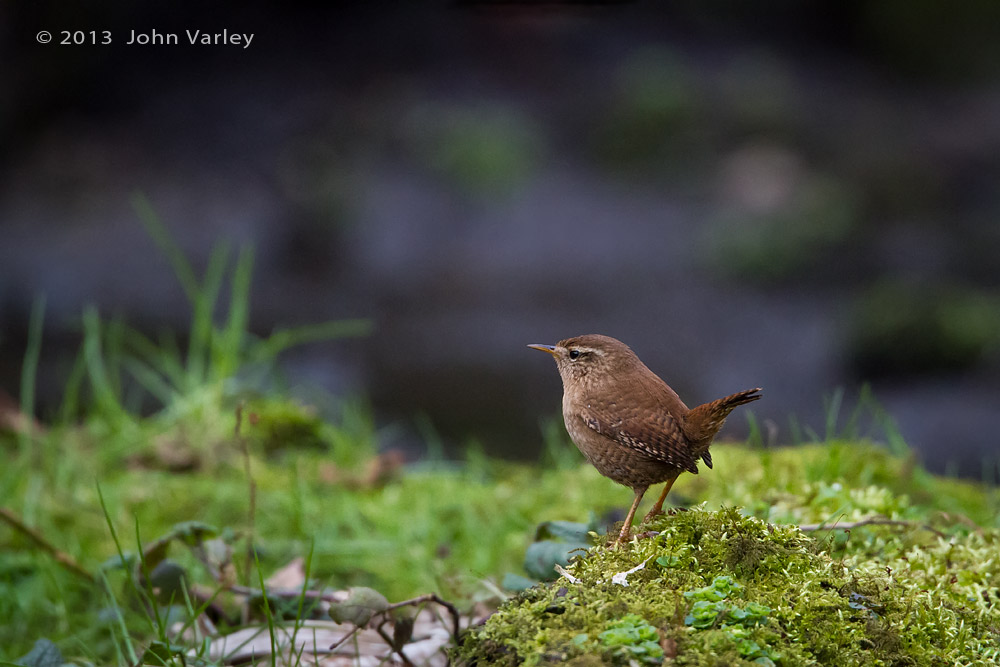 wren_1000_9878.jpg