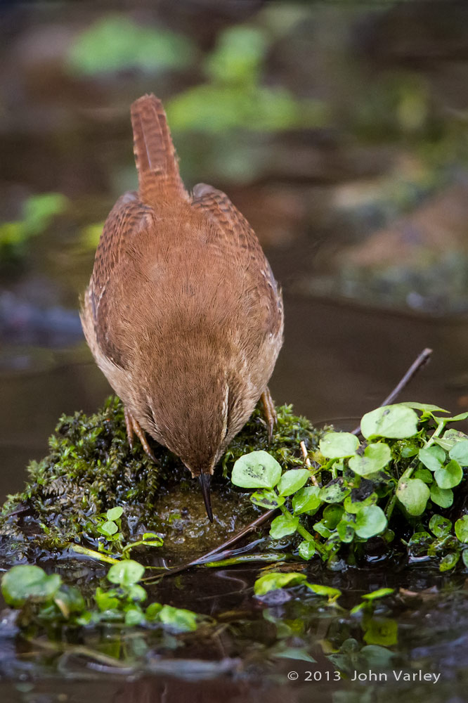 wren_1000_9921.jpg