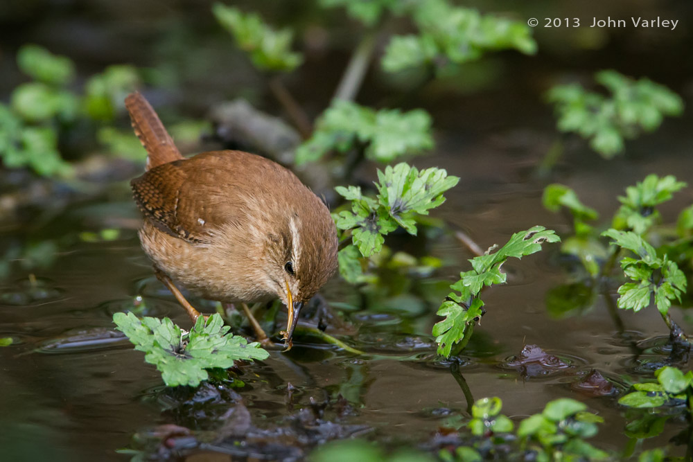 wren_insect_1000_9896.jpg