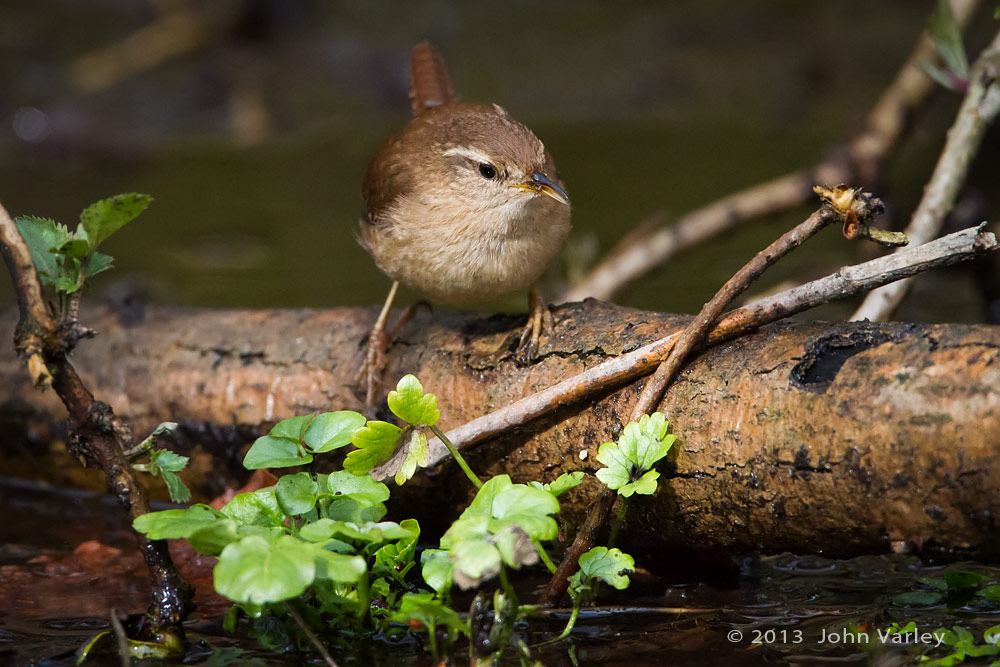 wren_water_1000_9853.jpg