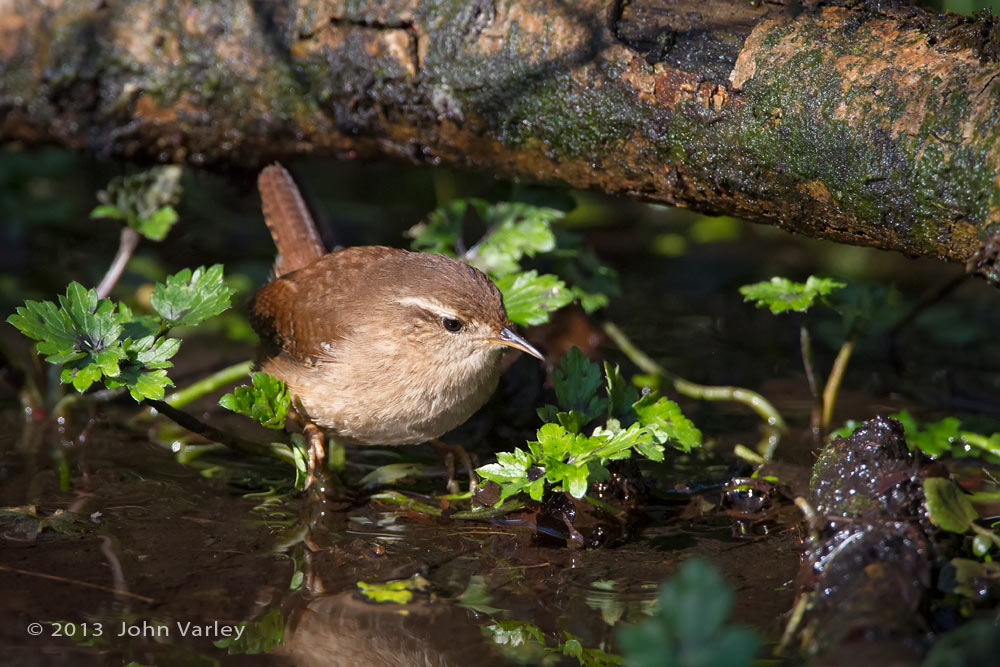 wren_water_1000_9863.jpg