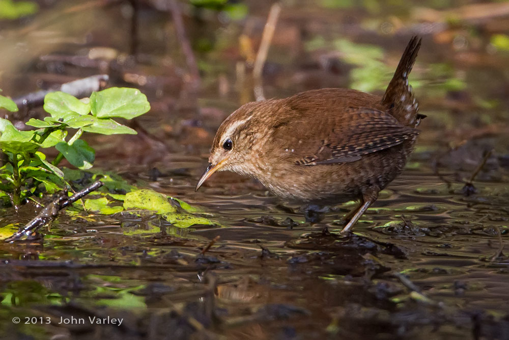 wren_water_1000_9872.jpg