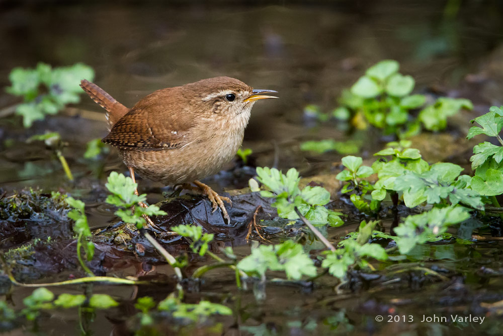 wren_water_1000_9882.jpg