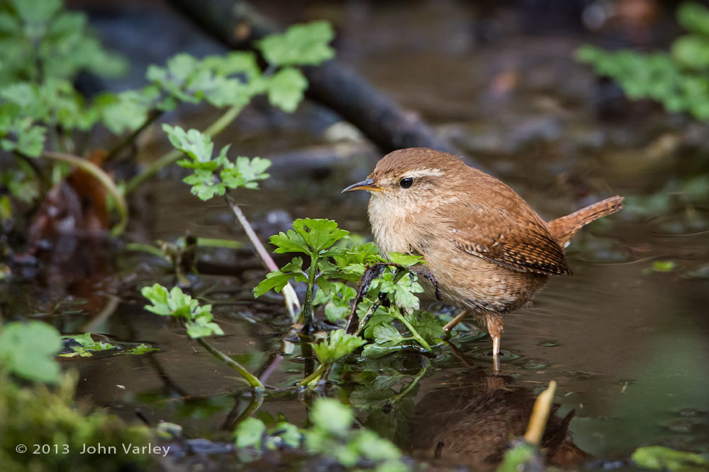 wren_water_1000_9900.jpg