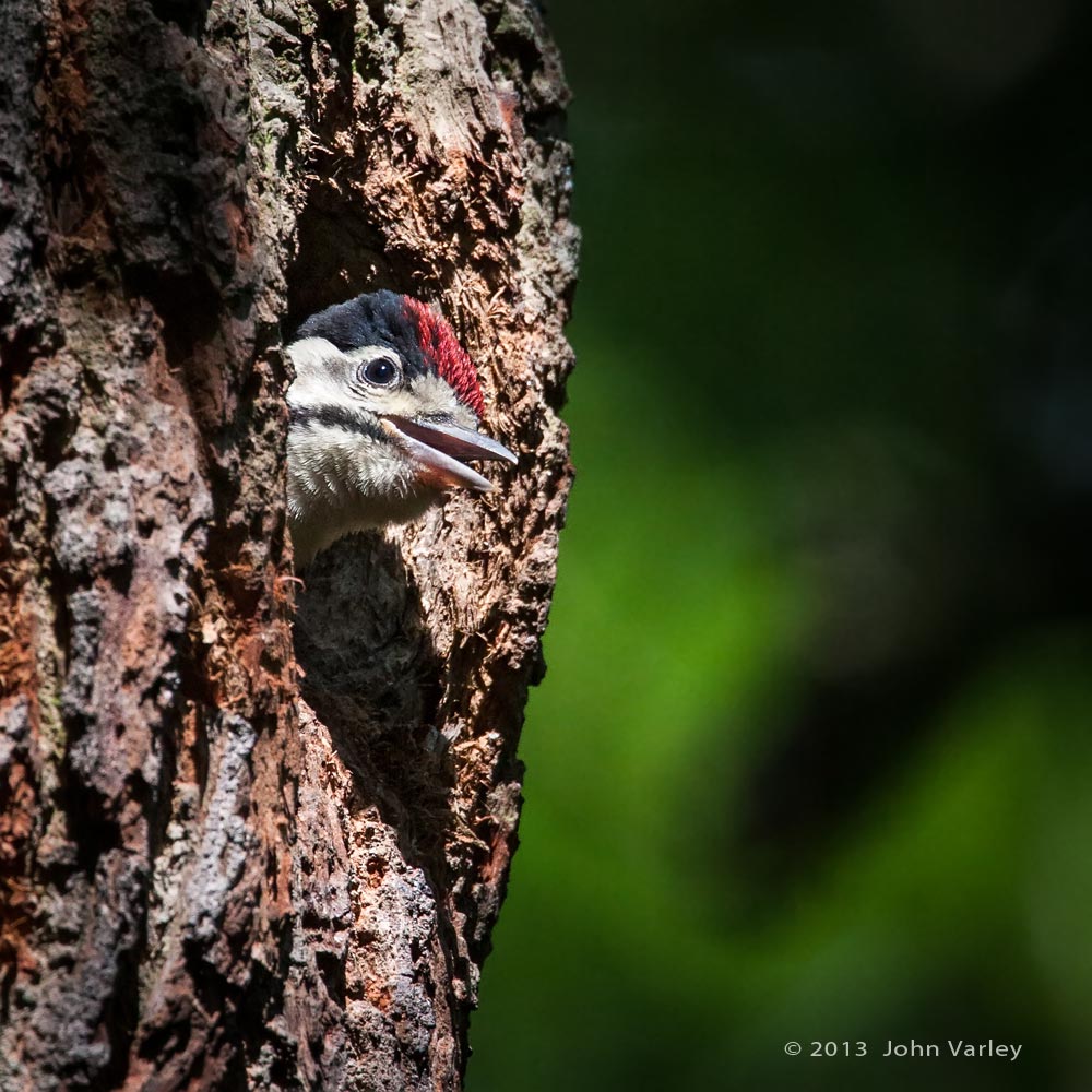 young_g_s-woodpecker_1000_8882.jpg