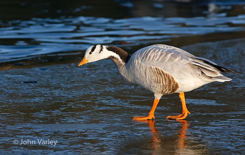 bhgoose_850_24479.jpg