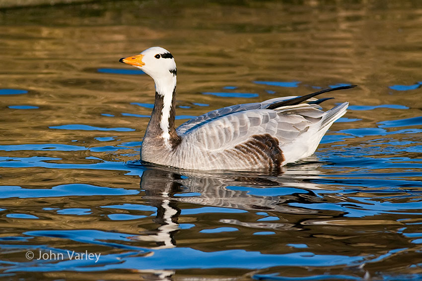 bhgoose_850_24486.jpg