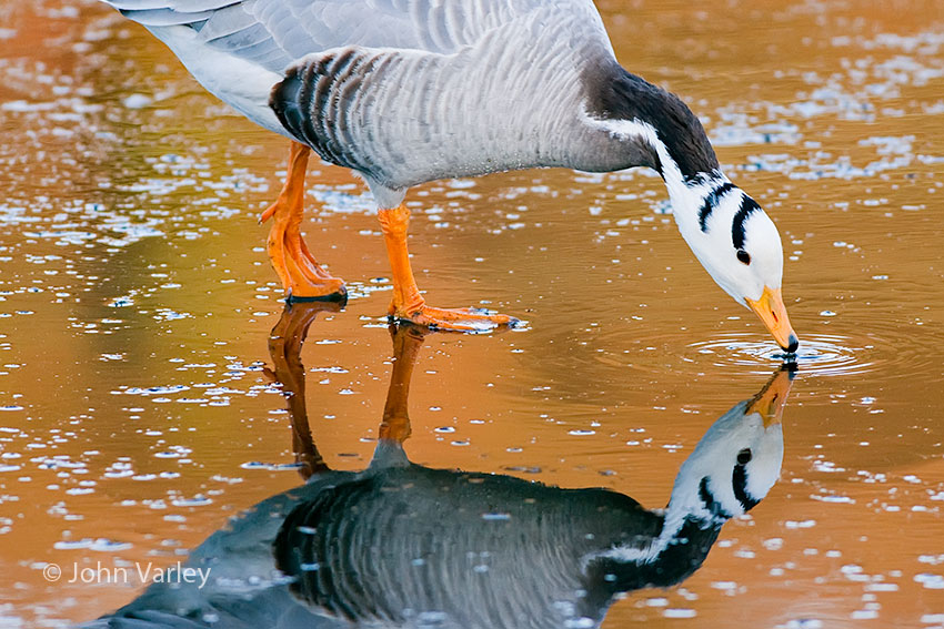 bhgoose_850_24527.jpg