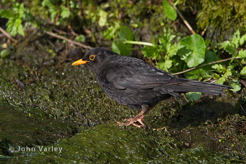 blackbird_850_2435.jpg