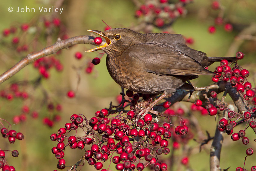blackbird_850_7614.jpg