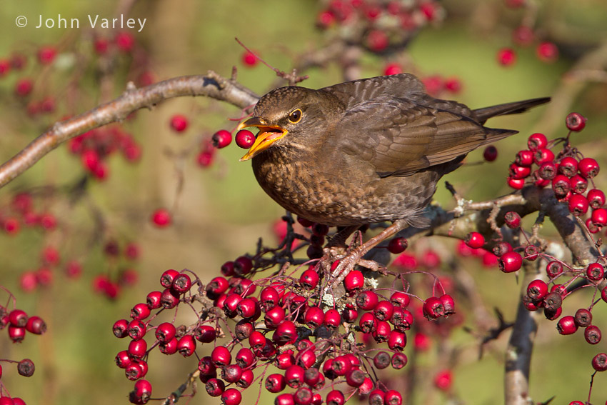 blackbird_850_7616.jpg