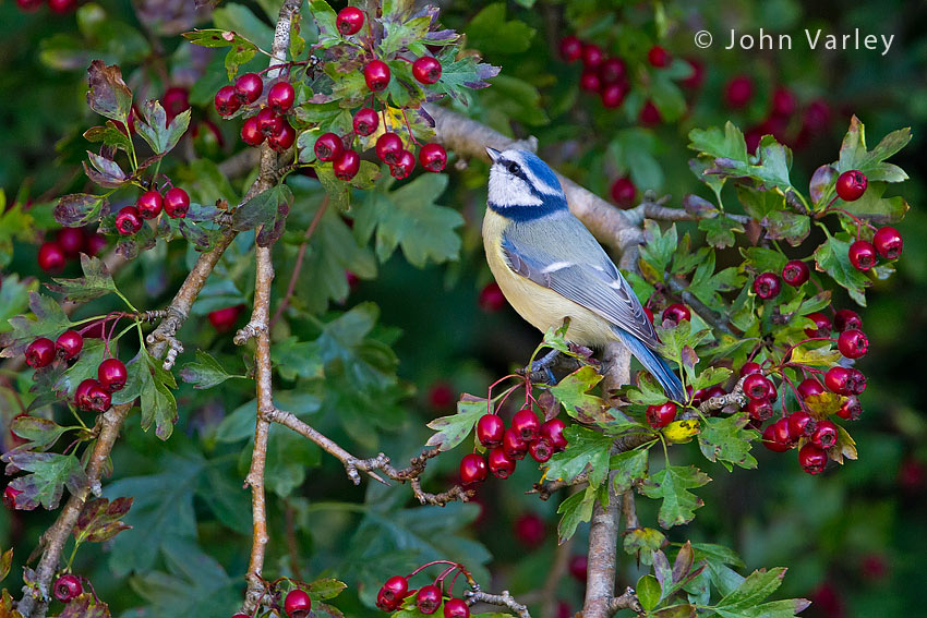 blue_tit_850_6593.jpg