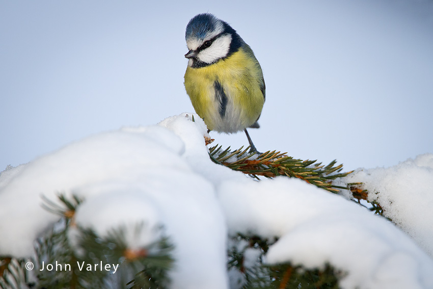 blue_tit_850_8805.jpg