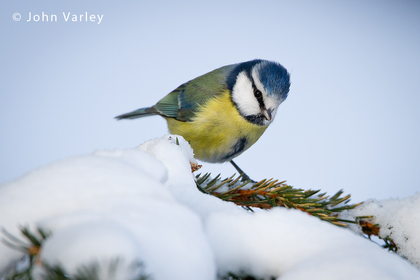 blue_tit_850_8809.jpg