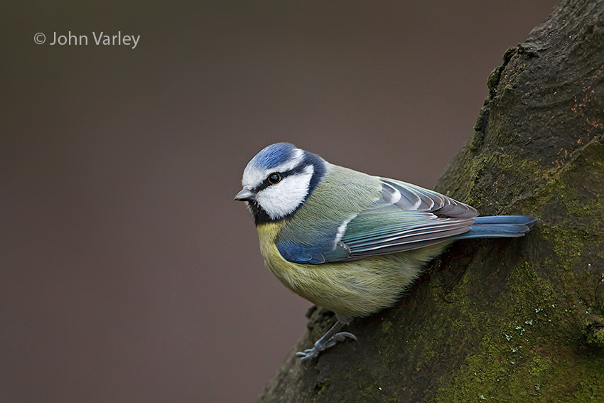 bluetit_850_7118.jpg