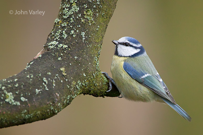 bluetit_850_7126.jpg