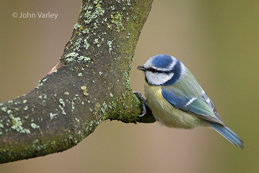 bluetit_850_7127.jpg