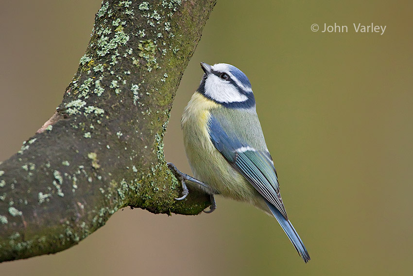 bluetit_850_7128.jpg