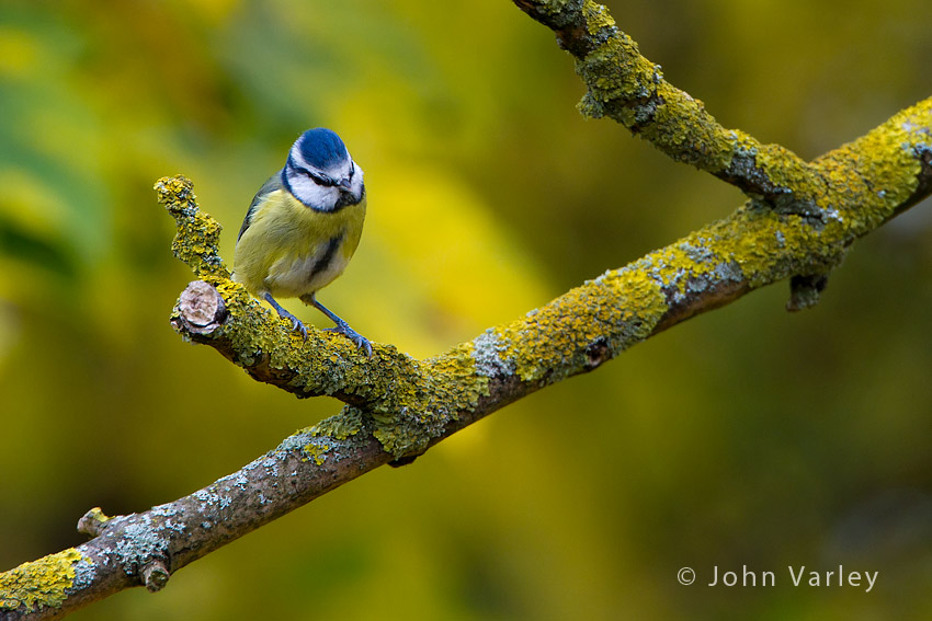 bluetit_850_7129.jpg