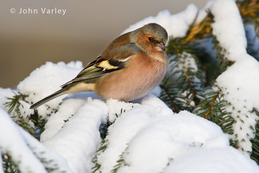 chaffinch_850_8781.jpg