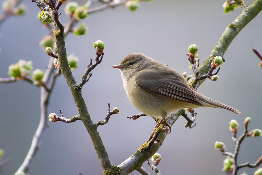 chiffchaff_850_0322.jpg