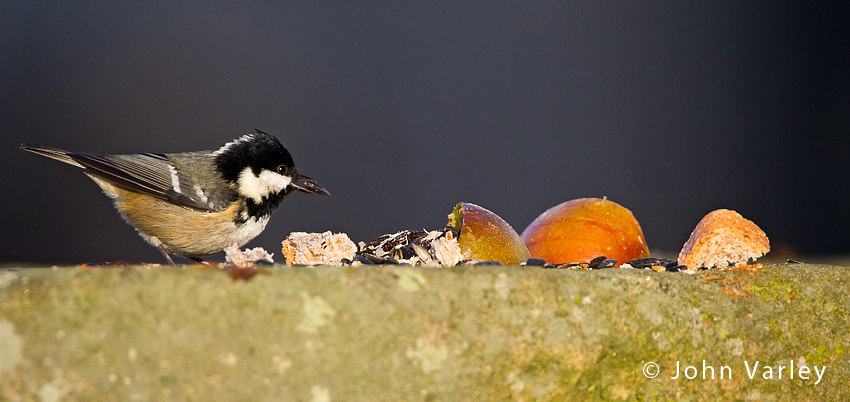 coal_tit_850_7972.jpg