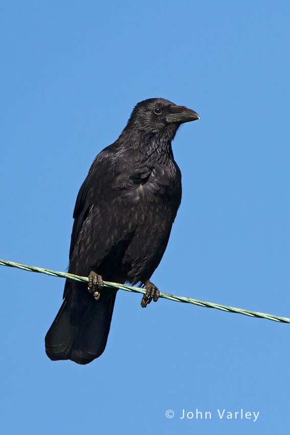 crow_850_6390.jpg