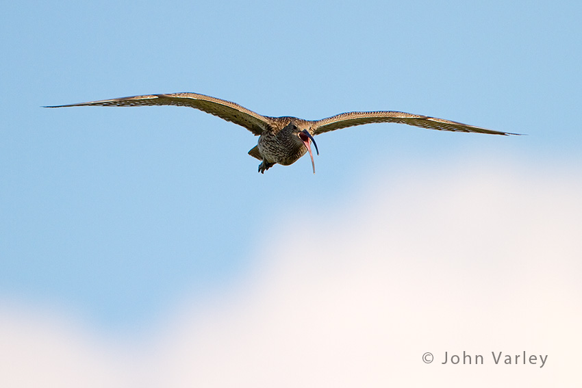 curlew_850_3314.jpg