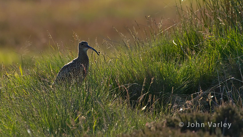 curlew_850_3352.jpg
