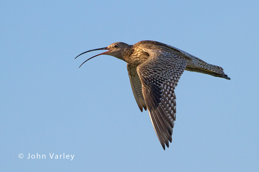 curlew_850_3382.jpg