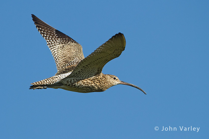 curlew_850_3603.jpg