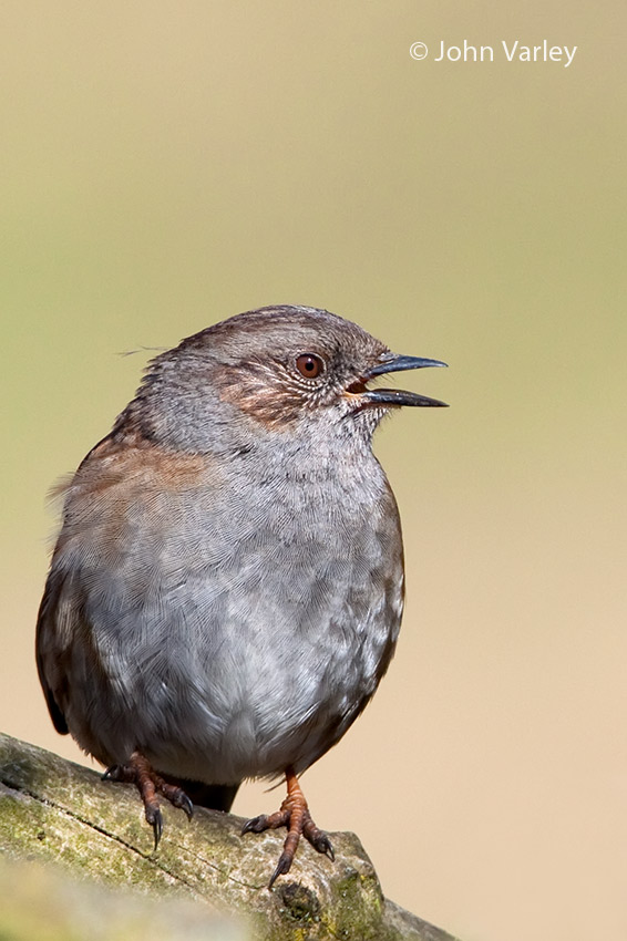 dunnock_850_7316.jpg