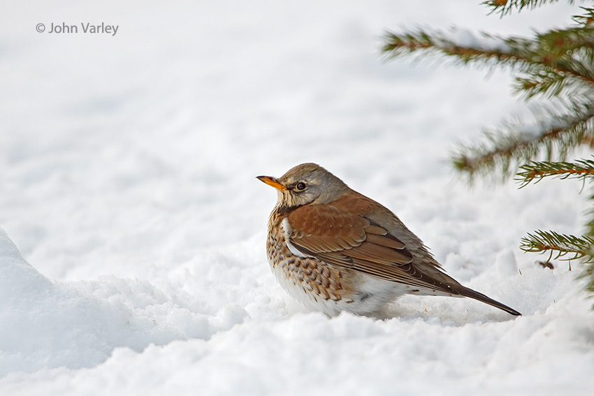 fieldfare_850_6553.jpg