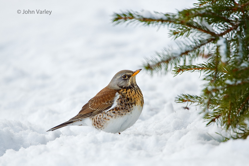 fieldfare_850_6565.jpg